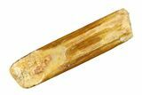 Unusual Sauropod Dinosaur (Nigersaurus?) Tooth - Morocco #297406-1